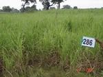 73440286c-irrigated-supplemental-groundwater-sugarcane.jpg