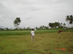 6376081c-irrigated-supplemental-tubewell-banana-rice-groundnut-castrol.jpg