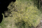 2017-02-19_19-03-31_Willow - straight down.jpg
