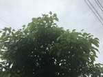 2017-09-10_06-44-43_6680FACE-A374-4C7B-ACB9-5D1FC1E6D56F.jpg