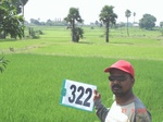 74690322b-irrigated-canal-rice.jpg
