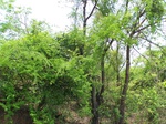 502020042008(44).JPG