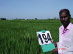 70550194b-irrigated-supplemental-groundwater-tubewell-rice-doublecrop.jpg