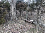 2020-10-30_10-44-36_Lake Arcadia Feb 15_2020_Wood_South.jpg