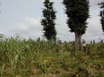 12246GT067_Mais_pepe_other_Adansonia_2.JPG