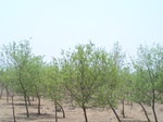 531001052008(59).JPG