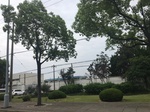 2017-09-10_06-44-25_FA50BA84-9357-46C6-9A18-37E41B4F9D48.jpg