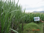 71830237d-irrigated-supplemental-sugarcane-dominant-maize.jpg