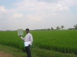7782gt029a-cropland-irrigated-rice-thungabhadra.jpg