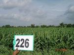 71470226a-rainfed-agriculture-sorghum.jpg