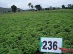 71770236a-rainfed-agriculture-groundnut-dominant-millet.jpg