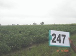 128780247a-irrigated-supplemental-groundwater-sugarcane-dominant-cotton.gif