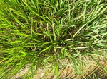 1799920091203_gt01b_Agriculture_Rice_Irrigated_Triple_Continous.JPG