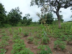 20938P1020805.JPG