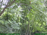 1137R0015325_tag.jpg