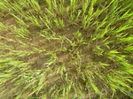 1804020100107_gt02b_Agriculture_Rice_Irrigated_Triple_Continous.JPG