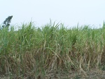 487702052008(70).JPG