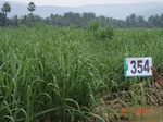 132670354a-rainfed-agriculture-sugarcane-dominant-rice.gif