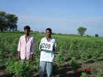 70960209b-rainfed-agriculture-cotton-dominant-soyabean.jpg