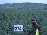 73100274c-rainfed-agriculture-cotton.jpg