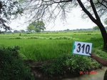74260310d-irrigated-canal-rice-doublecrop-gram.jpg