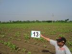 12515013c-irrigated-supplemental-vegetables-cotton-chillies.gif