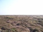 4541RIMG0002-1.JPG