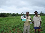 60490108c-rainfed-agriculture-mixedcrop-groundnut-dominant-sorghum-millet.jpg