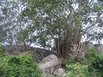 836969-forest-remnant-degraded-c.jpg