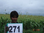 73010271d-irrigated-supplemental-rainfed-agriculture-cottondominant-sorghum.jpg
