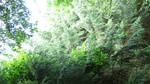 2016-07-27_09-26-04_DSCF1865.JPG