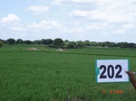 70780202a-irrigated-supplemental-tank-rice-doublecrop.jpg