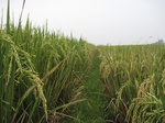 13431IMG_3811.JPG