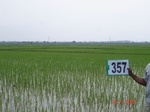 75770357b-irrigated-supplemental-major-tank-rice.jpg