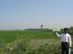 7932gt139b_banana_coconut_plantation_with_ricecrop_in_KD.jpg