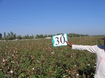 8027030-Irrigated (Surface water) cotton-a.jpg