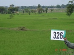 74810326b-irrigated-canal-rice.jpg