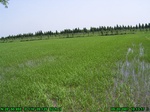 43032007.5.20.st5.JPG
