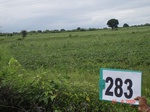 73340283b-rainfed-agriculture-soyabean.jpg