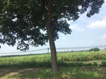 2017-09-12_12-45-39_CA4BA0B9-B08C-4836-8DAC-DA2860BF26C7.jpg