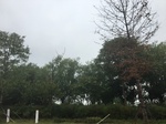 2017-09-10_07-05-20_53282BEB-116A-4F7A-98AC-A7EEA1FF3D53.jpg
