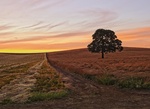 2017-07-05_14-31-28_Grass Seed Field_North_5790.jpg