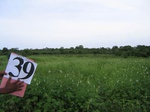 829339-cropland-chena-mix-sesamum-main-b.jpg