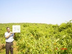 6510gt034-shrubland-2.jpg
