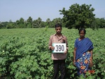 64370390a-rainfed-agriculture-cotton.jpg