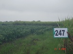72140247c-irrigated-supplemental-groundwater-sugarcane-dominant-cotton.jpg