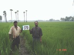 76220370d-irrigated-canal-rice-doublecrop.jpg