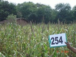 72380254b-rainfed-agriculture-millet-sorghum.jpg