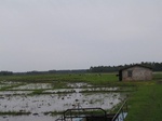 822111-cropland-rice-a.jpg