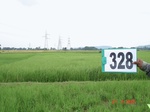 74860328a-irrigated-canal-rice.jpg